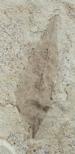 Detailed Fossil Sumac Leaf - Green River Formation #2118